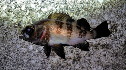 メバルの釣果