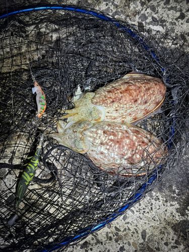 コウイカの釣果