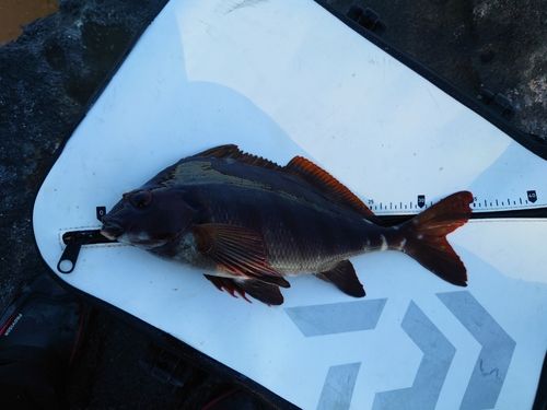 タカノハダイの釣果