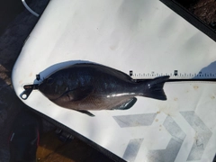 メジナの釣果