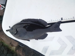メジナの釣果