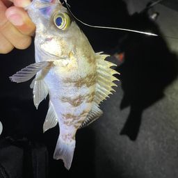 メバル
