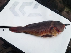 ブダイの釣果