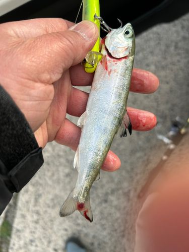 イワナの釣果