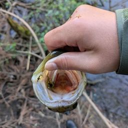 ラージマウスバス