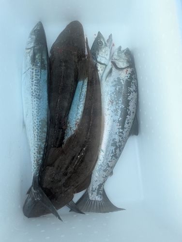 サクラマスの釣果