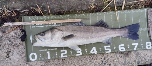 マルスズキの釣果