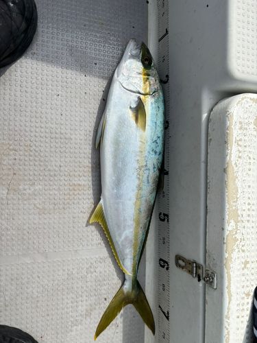 ヒラスの釣果