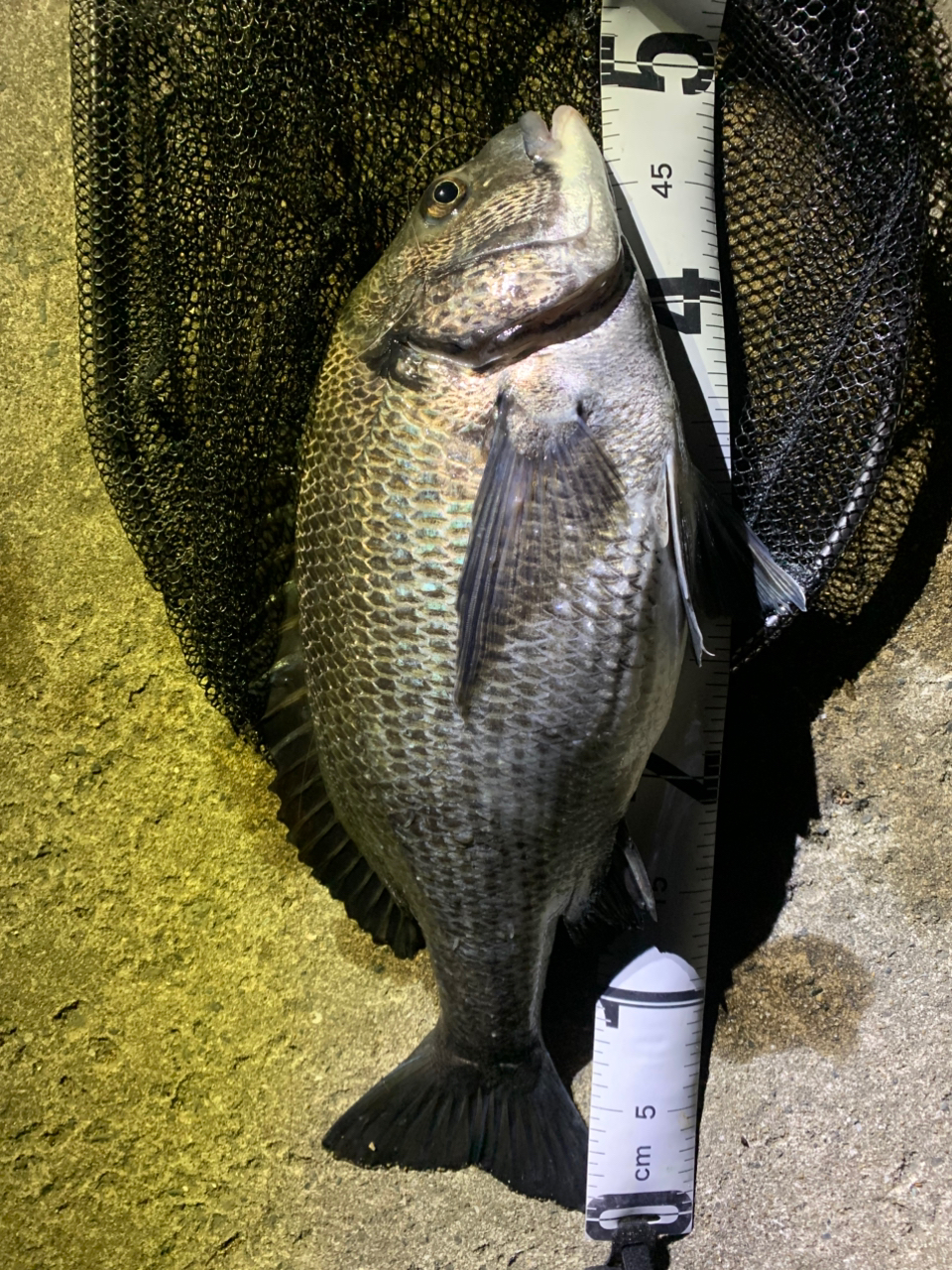 DAIWA 23レガリス LT2500Dの最安値・インプレ・釣果 | 本音の