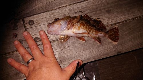 カサゴの釣果