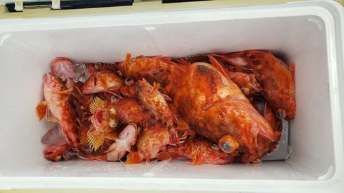 カサゴの釣果