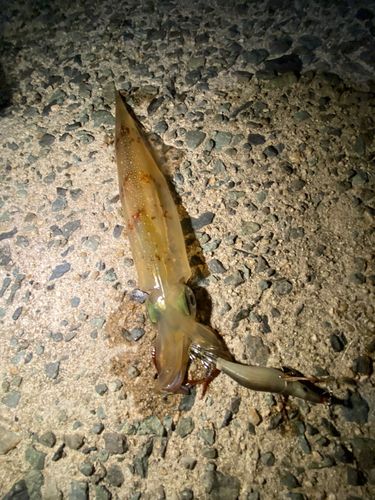 ヤリイカの釣果
