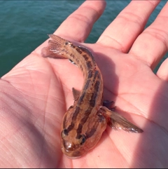 アカオビシマハゼの釣果