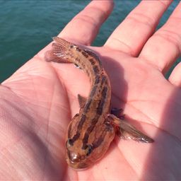 アカオビシマハゼ