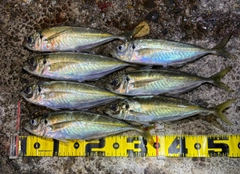 マアジの釣果