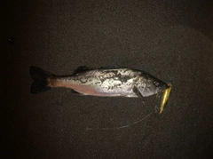 セイゴ（マルスズキ）の釣果