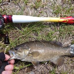 スモールマウスバス