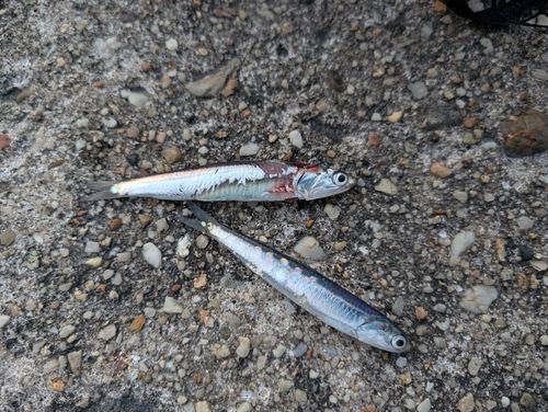 イワシの釣果
