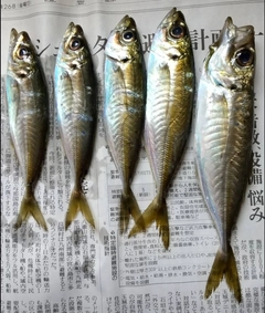 アジの釣果