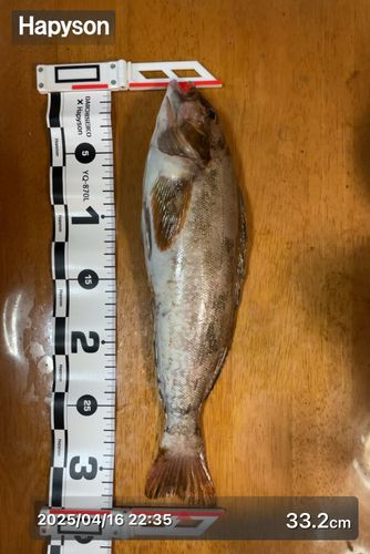 アイナメの釣果