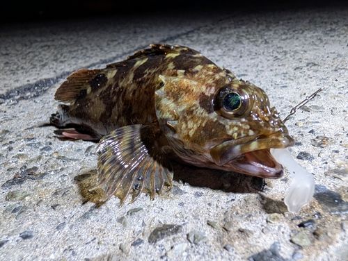 カサゴの釣果