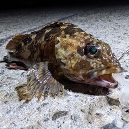 カサゴ