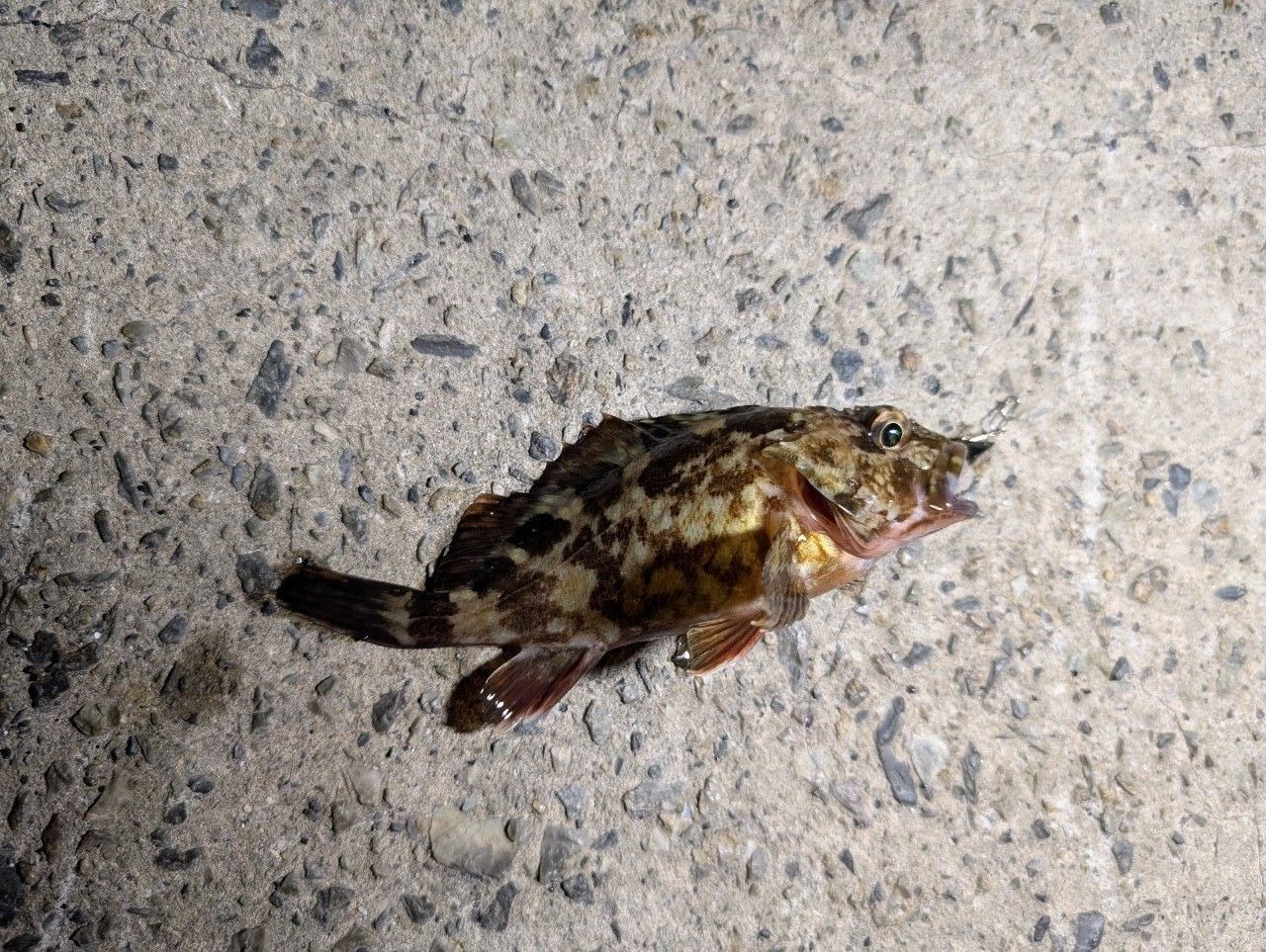 カサゴ