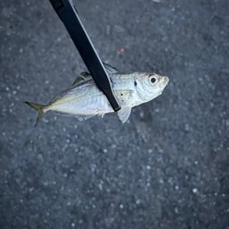 アジ