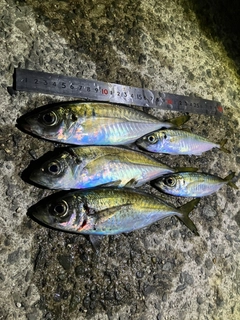 アジの釣果