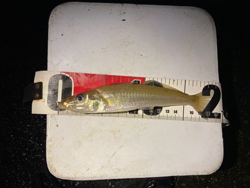 シロギスの釣果