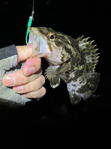 タケノコメバルの釣果