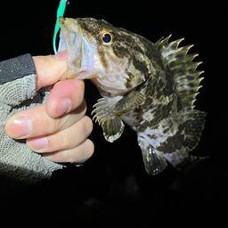 タケノコメバル