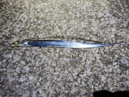 タチウオの釣果