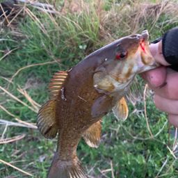 スモールマウスバス