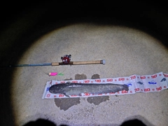 ナマズの釣果