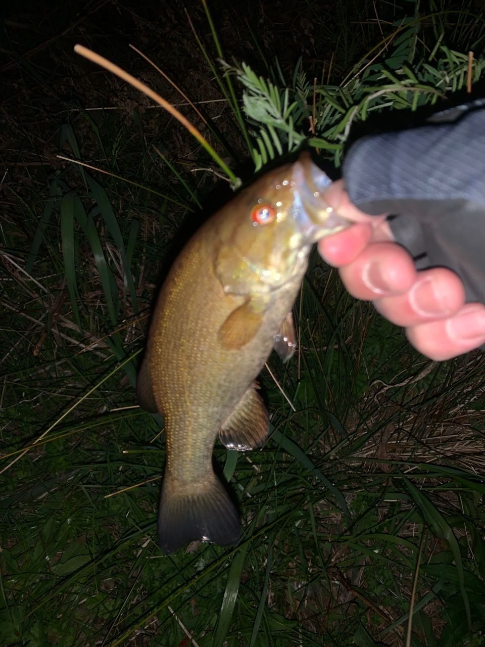 スモールマウスバス