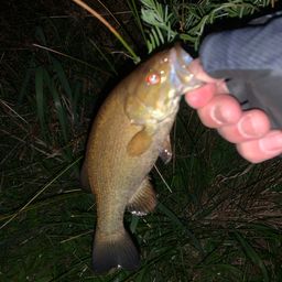 スモールマウスバス