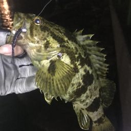 タケノコメバル