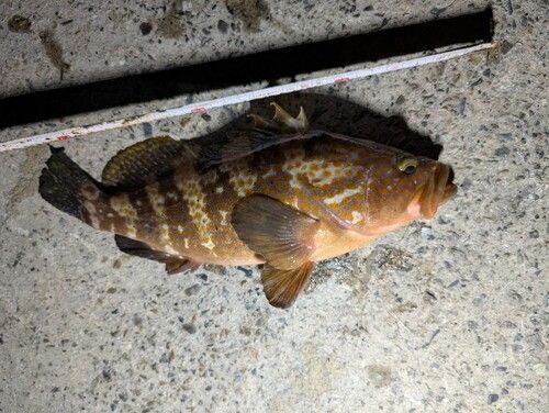 アコウの釣果
