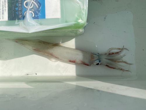 ヤリイカの釣果