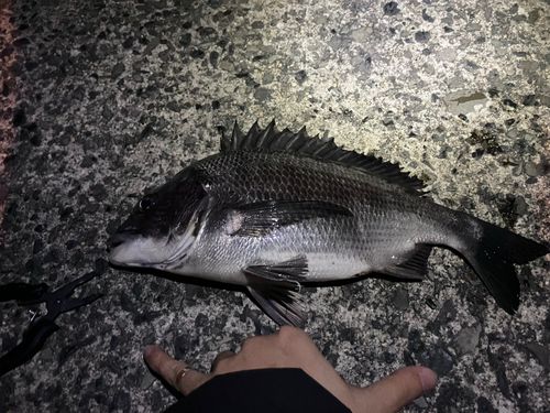 チヌの釣果