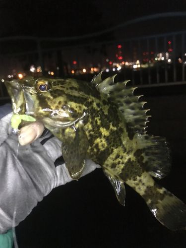タケノコメバルの釣果