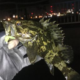 タケノコメバル