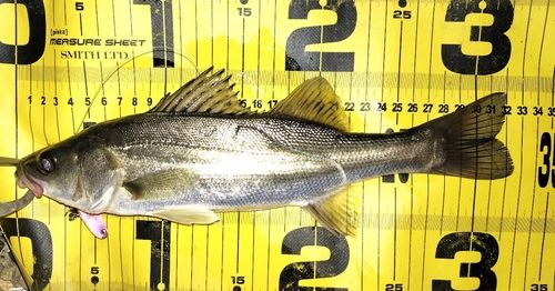 シーバスの釣果