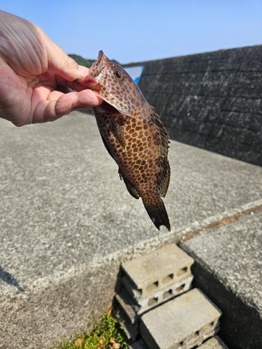 オオモンハタの釣果