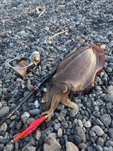 コウイカの釣果