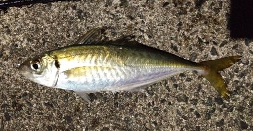 釣果