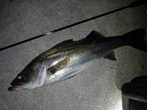 スズキの釣果