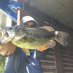 ブラックバス
