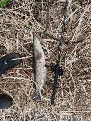 ライギョの釣果